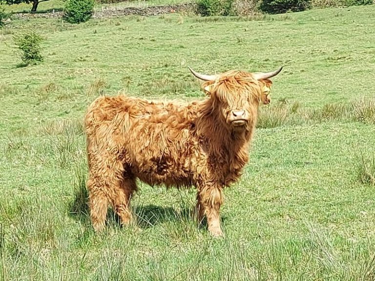 Disruptive Cows in Rawtenstall 3